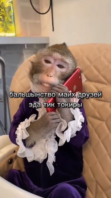 ютуп лучши #обезьяна #прикол #брадок #мем #monkey смотреть онлайн