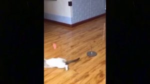 смешные коты