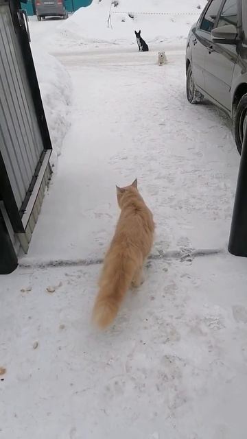 мой кот не боится собак! 😱 #cat #котик #catlover #котики #pets #cute #топ #kitten #music #собака смотреть онлайн