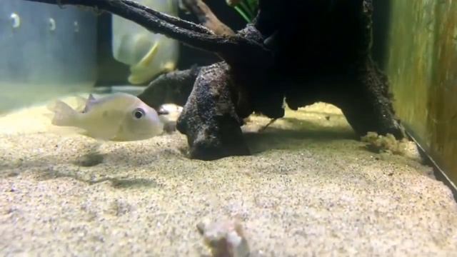 The Most Beautiful and Peaceful Cichlid ever... Geophagus
