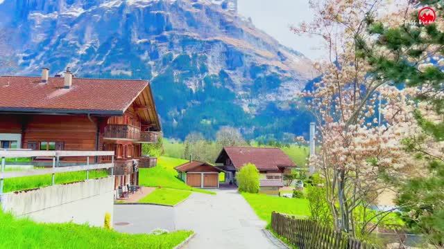 Гриндельвальд, самая красивая деревня в Швейцарии 🇨🇭 Цветущие одуванчики!