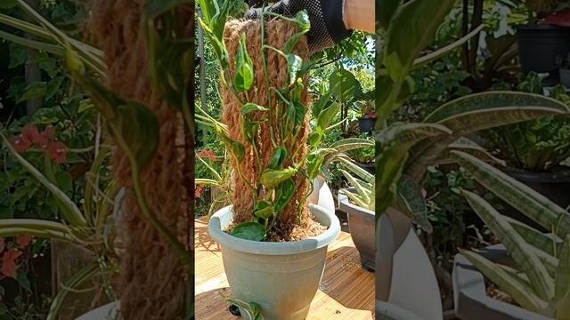 Epipremnum aureum 'Shangri La commonly known as Godzilla Pothos/Easy to Propagate