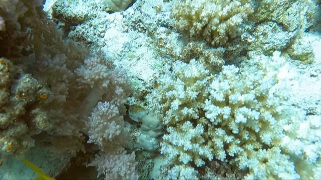 Усатая рыба барабулька смотреть онлайн