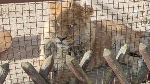 Львёнок Шерхан в некоторых случаях ведёт себя умнее человека