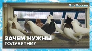 Зачем нужны голубятни?|Это Москва — Москва 24|Контент