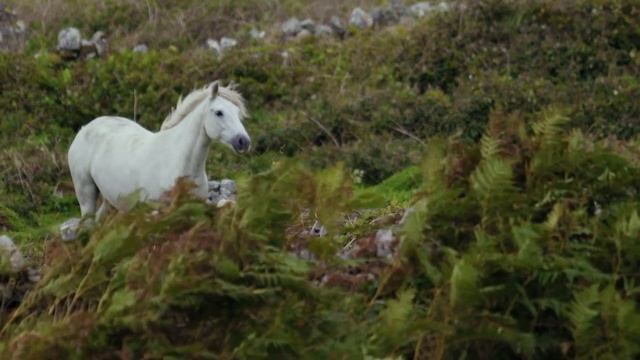 #коні різних порід під гарну мелодію та насолоду природою #top #2022 смотреть онлайн