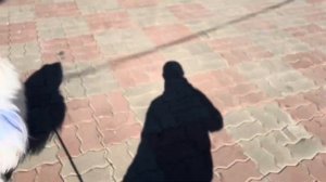 Пушистик Баффи! Первое видео! Знакомство собак! Влог с прогулки!