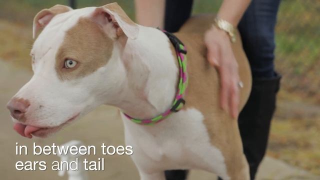 How to use Cedarcide Original on Dogs смотреть онлайн