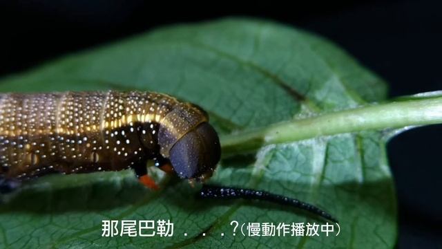 【長喙天蛾成長過程】Macroglossum corythus luteatum(Butler, 1875) growth record смотреть онлайн