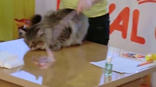 Арагон Монопородное шоу.AVI смотреть онлайн