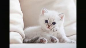 Милые котята (Милое видео) 3
