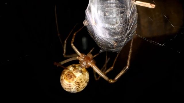 Gewächshausspinne erbeutet Kelleassel смотреть онлайн