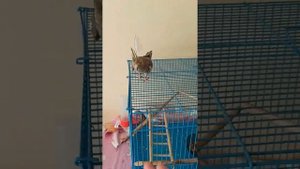 Кореллы Коша и Ричи!!! Корелла Коша летает, бегает, прыгает и садится на руку!!!