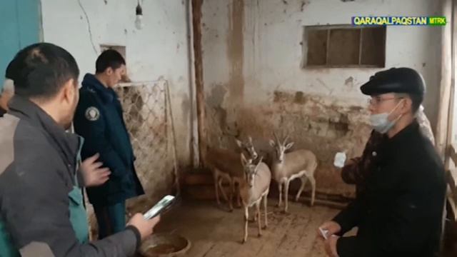 Qoraqalpog‘iston. «Qizil kitob»ga kiritilgan jayronlar muhofazasiga oid chora - tadbirlar смотреть онлайн