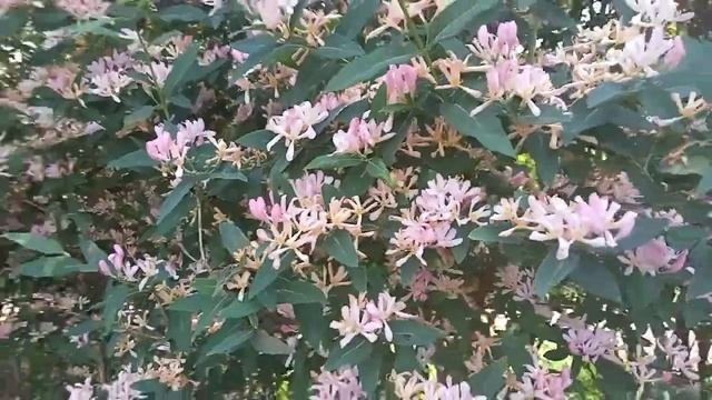 бело -розовые кусты с прелестные цветами