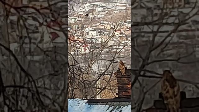 Орлан и сороки.) смотреть онлайн