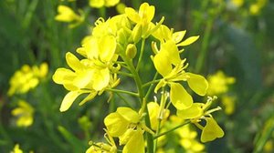 Горчица белая