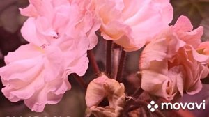 ПЕЛАРГОНИЯ ИВ КЛАВДИЯ ШУЛЬЖЕНКО // МАРТ 2024 Г // ЦВЕТЕНИЕ КОЛЛЕКЦИЯ ЛИПАТОВОЙ АНАСТАСИИ