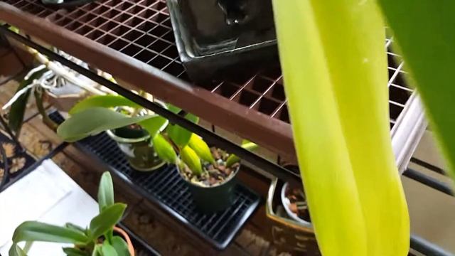 Properly monitoring humidity & temperature with the TFA hygrometer / thermometer | Hobby Bobby смотреть онлайн