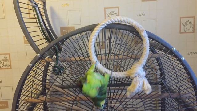 Амазон гуляет смотреть онлайн