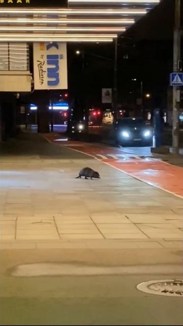 Бобр в центре Таллинна! / Ainult Eestis смотреть онлайн