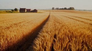 19-02-2025 Песня-Закружил сентябрь лист. Слова автора Школы Ирины