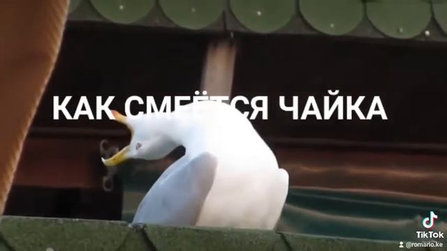 Как смеётся чайка ?😄 смотреть онлайн