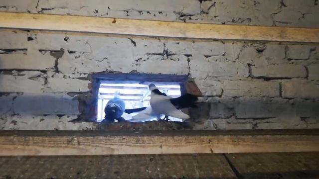 Воронежские зоревые смотреть онлайн