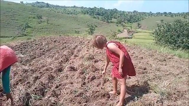 BLONDE FILIPINA HELPING LINA TO PLANT SWEET POTATO A SIMPLE LIFE IN THE PHILIPPINES смотреть онлайн