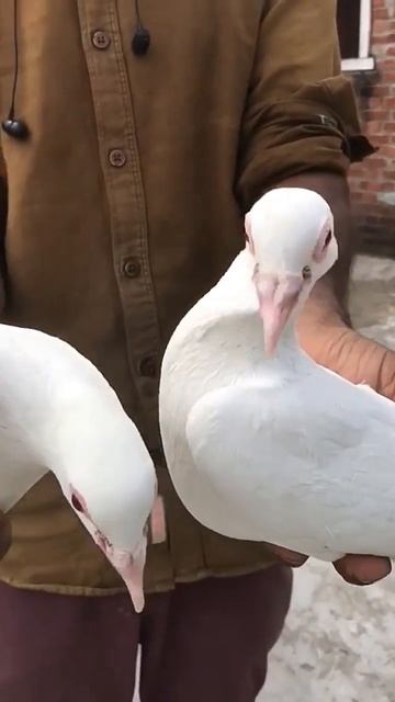 Safed Madrasi kabootar sale ke liye9990599753😱😱 смотреть онлайн