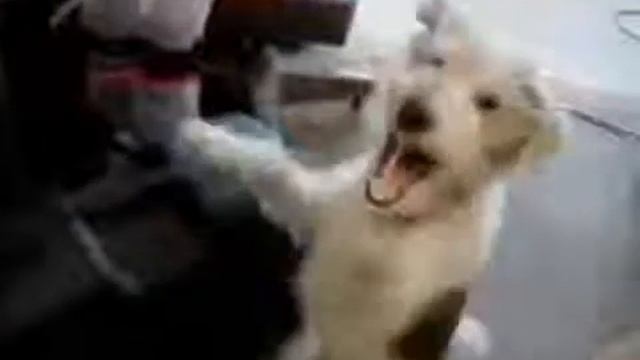 Собака гелий = ржач смотреть онлайн