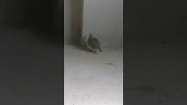 Кеклик Амирбек 2019 новый кеклик как смотреть онлайн