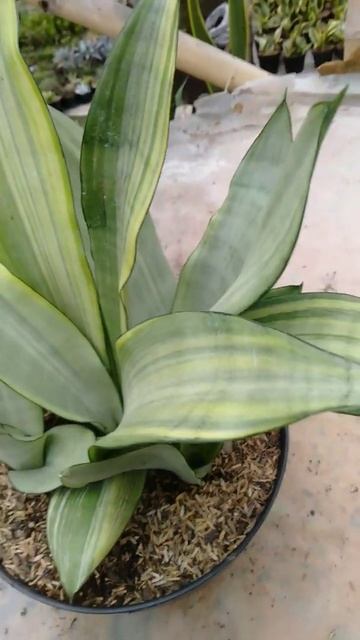 #sansevieria #shorts #plants #lidahmertua смотреть онлайн