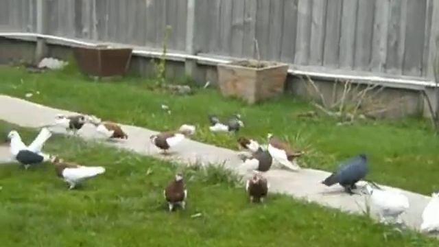 pigeons ржевские статные чилики смотреть онлайн