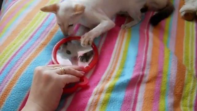 Я тебя спасу!!! смотреть онлайн