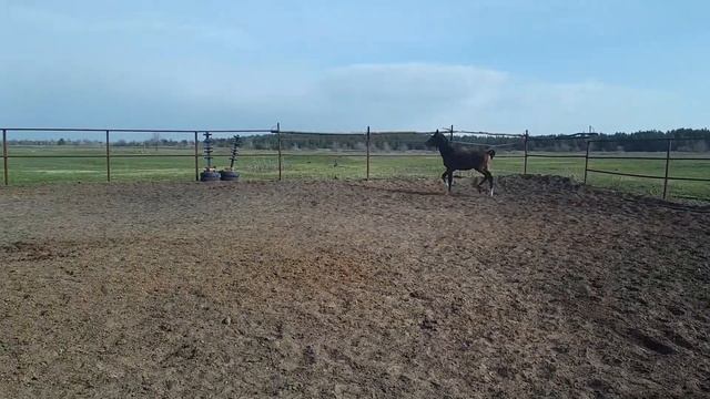 Буденновский жеребец 2022 года Гастси Гем - Росинка смотреть онлайн