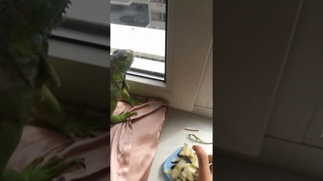 Игуана Арнольд кушает смотреть онлайн