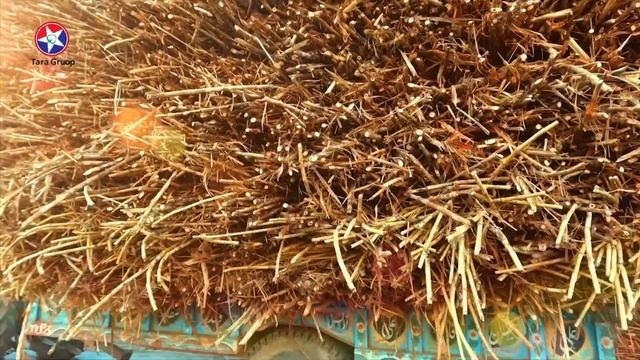 Rignil For Sugarcane (Tara Group) смотреть онлайн