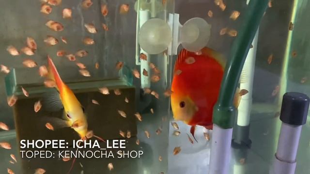 Pasangan Indukan Discus Red Melon dengan ratusan anaknya / Discus Red Melon pairs with babies. смотреть онлайн