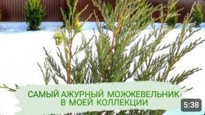 МОЖЖЕВЕЛЬНИК СКАЛЬНЫЙ "BLUE HEAVEN" - САМЫЙ АЖУРНЫЙ МОЖЖЕВЕЛЬНИК В МОЕЙ КОЛЛЕКЦИИ. 30.01.2024г.