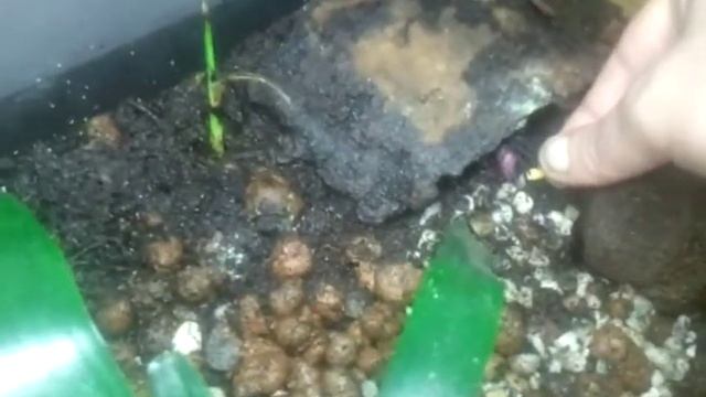 Geosesarma  Vampir смотреть онлайн