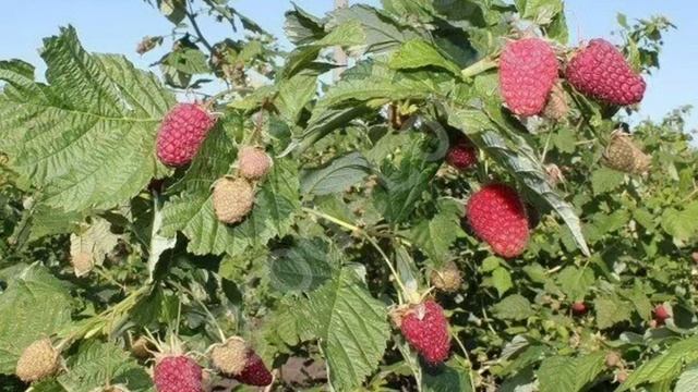 Малина ремонтантная Самохвал смотреть онлайн