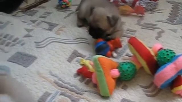 LOTHEART - Помет F - 1.5 мес. смотреть онлайн