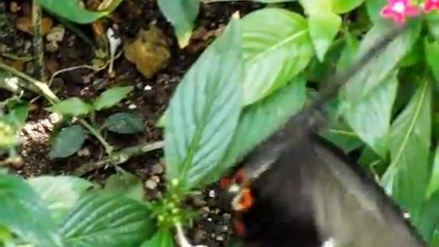 ジャコウアゲハ high speed movie butterfly 3　(CASIO EX-FH100 240fps ) смотреть онлайн