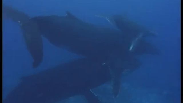 Whale song serenade (soothing relaxing original music) смотреть онлайн