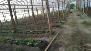 Посадка Огурцов В Теплице . Поздняя Теплица С огурцами
