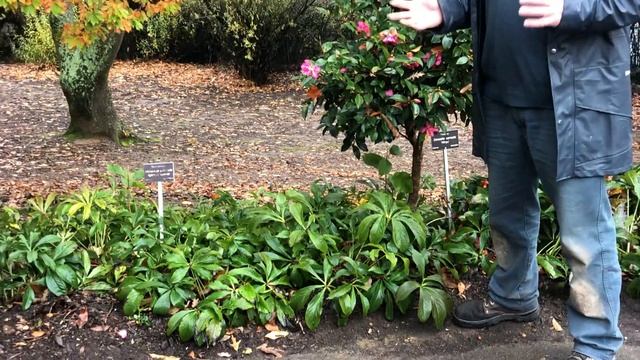 BGANZ #plantchallenge with Botanic Gardens and State Herbarium Horticultural Curator, Mark Devlin смотреть онлайн