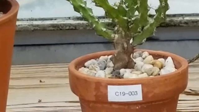 EUPHORBIA OBESA FEMALE SUCCULENT PLANT смотреть онлайн