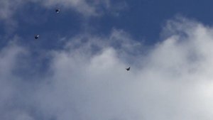 Николаевские голуби 04 02 2020г