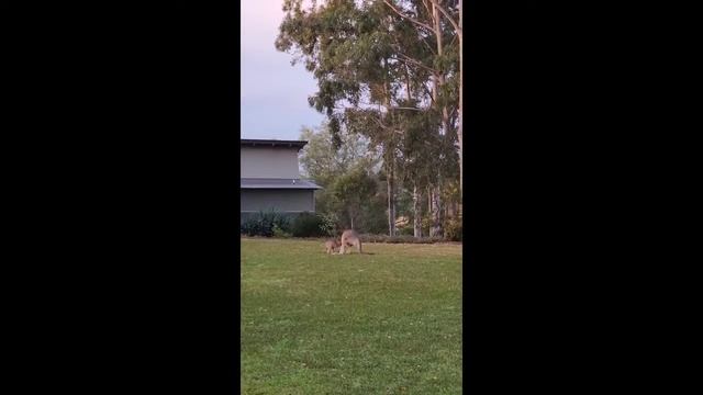 Elysia Wellness Retreat, Pokolbin NSW смотреть онлайн